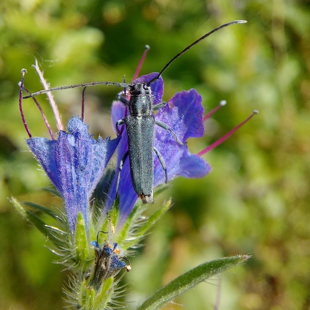 Phytoecia coerulescens - kígyósziszcincér