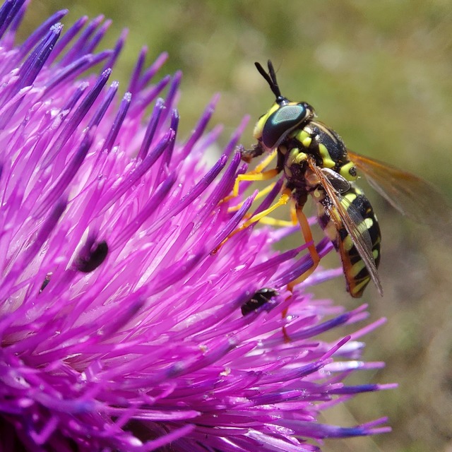 Chrysotoxum