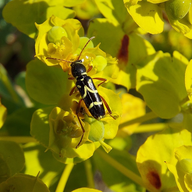 Clytus rhamni - benge-darázscincér