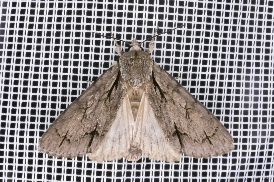 Acronicta cuspis/tridens/psi