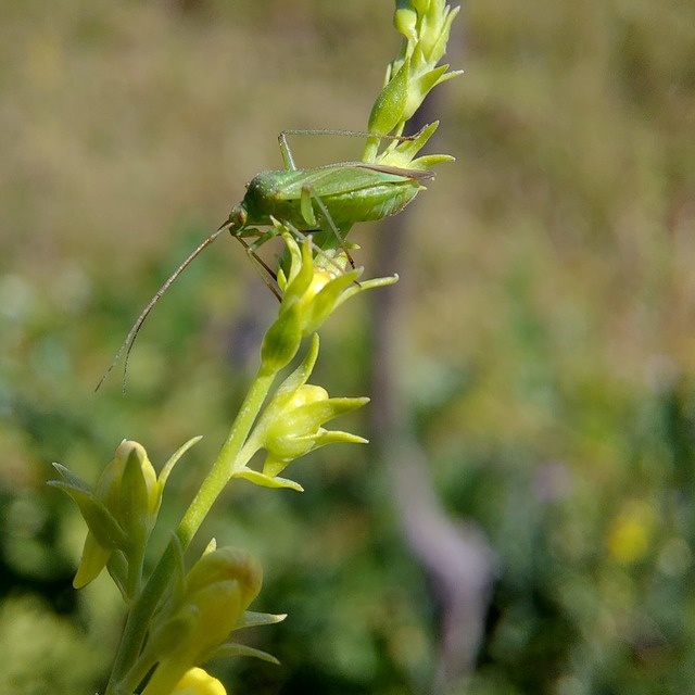 Calocoris affinis