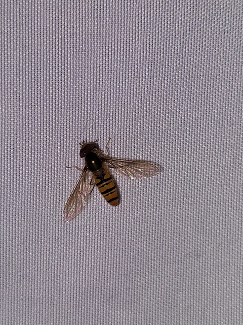 Episyrphus balteatus - ékfoltos zengőlégy