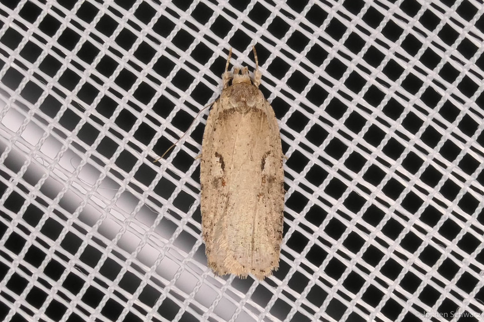 Agonopterix ocellana - szemes laposmoly