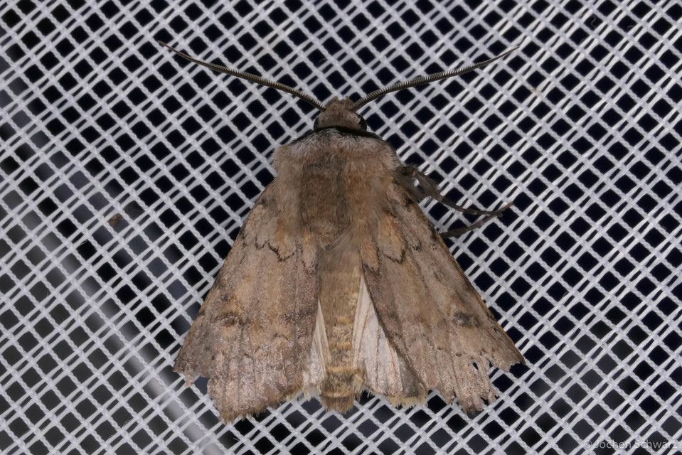 Agrotis cinerea - szürkés földibagoly