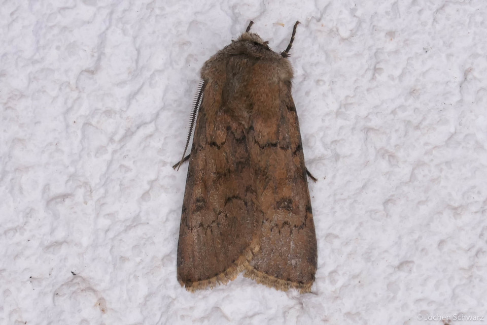 Agrotis cinerea - szürkés földibagoly