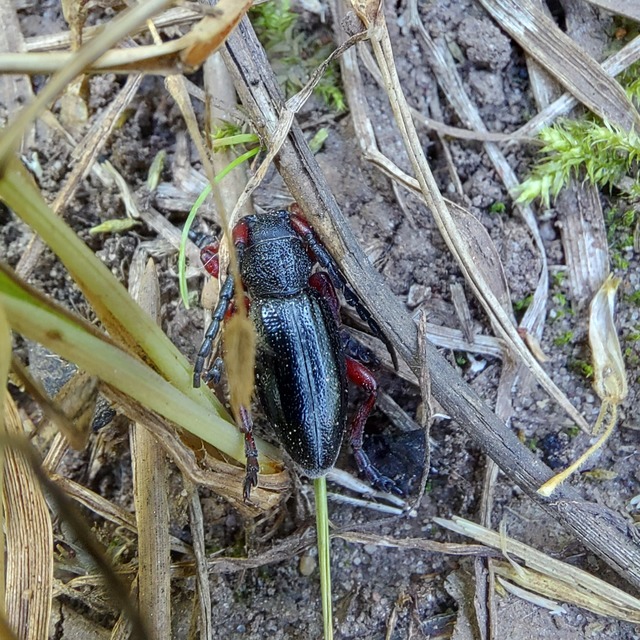Dorcadion pedestre - kétsávos gyalogcincér