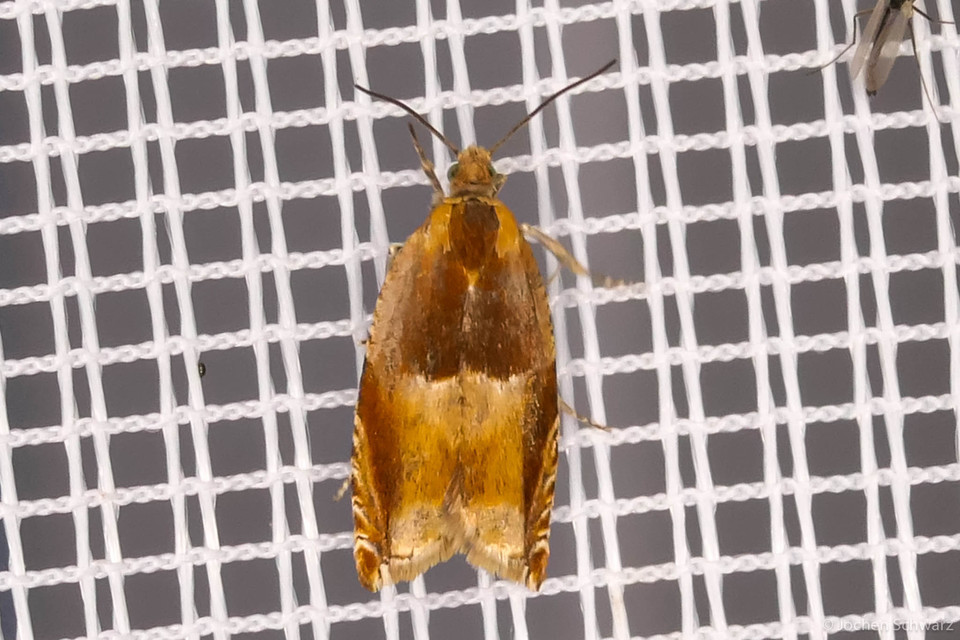 Ancylis mitterbacheriana - tölgysodró horgasmoly