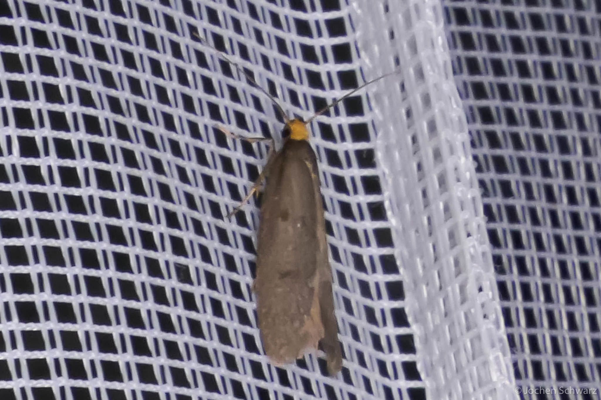 Agnoea