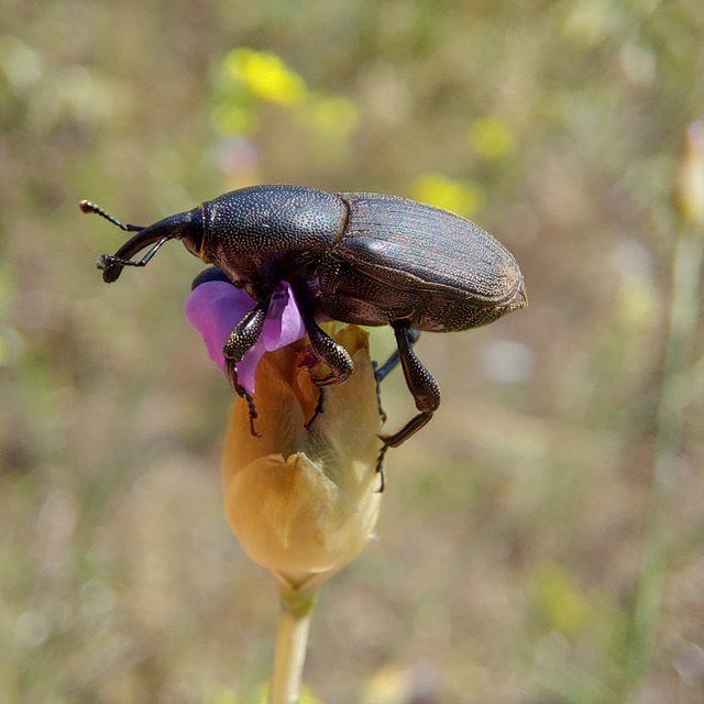 Sphenophorus abbreviatus - óriászsuzsok