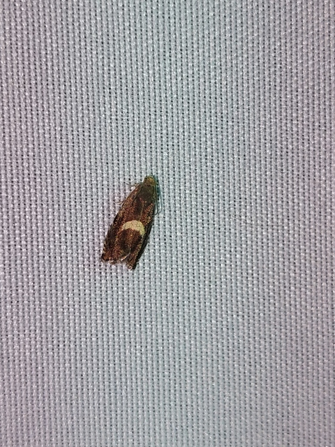 Epiblema foenella - kampósfoltú tükrösmoly