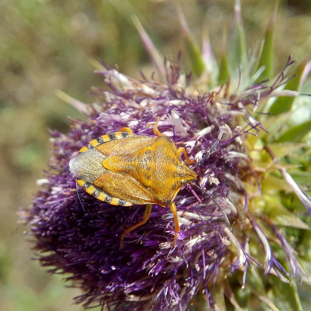 Carpocoris Carpocoris