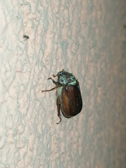 Holochelus vernus - tavaszi cserebogár