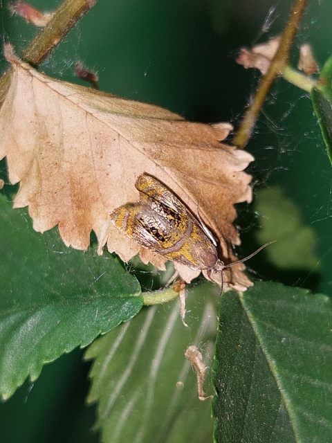 Olethreutes arcuella - avarevő tükrösmoly
