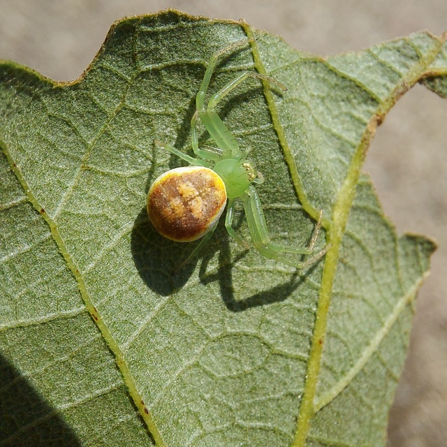 Diaea dorsata - címeres karolópók