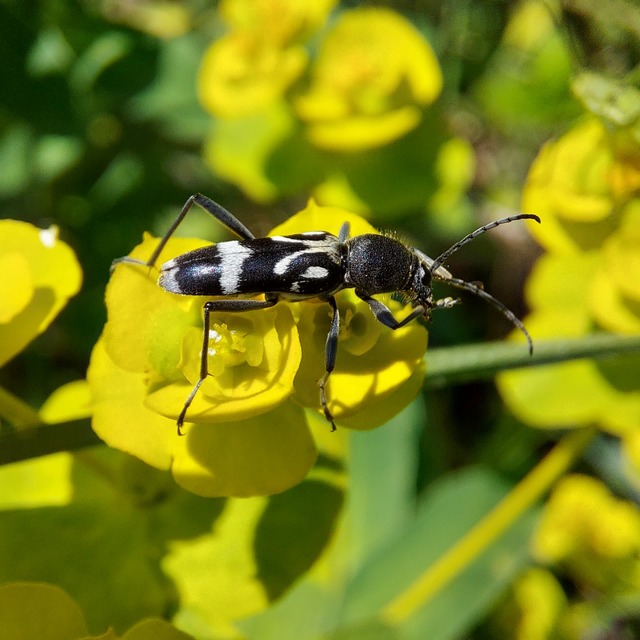 Chlorophorus figuratus - rajzos darázscincér