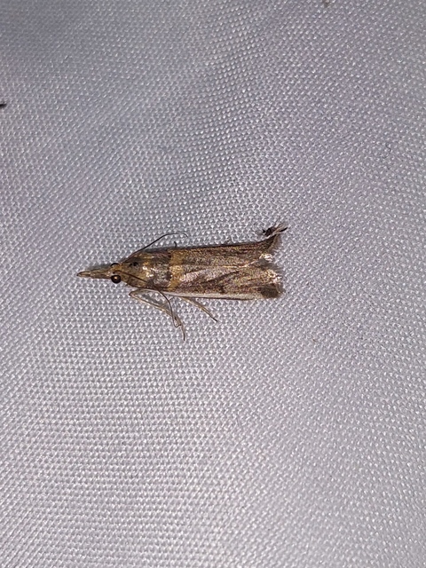 Etiella zinckenella - akácmoly