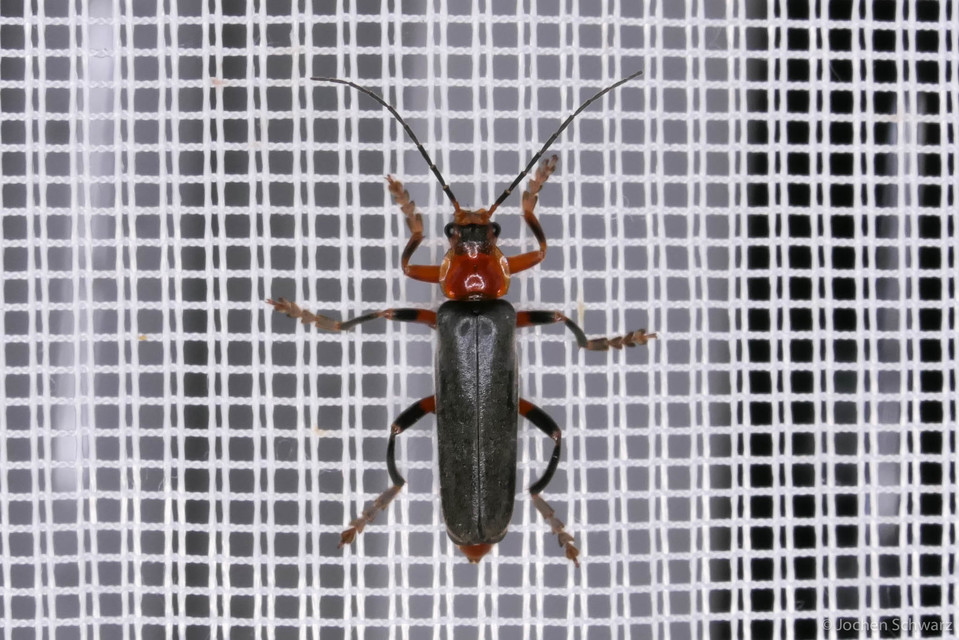 Cantharis livida - mezei lágybogár