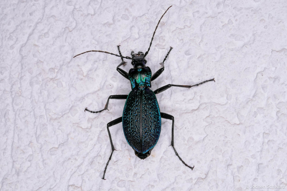 Carabus intricatus - kék laposfutrinka Carabus intricatus - kék laposfutrinka