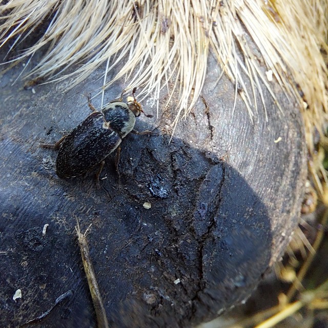 Dermestes frischii - nyakszegélyes porva Dermestes frischii - nyakszegélyes porva