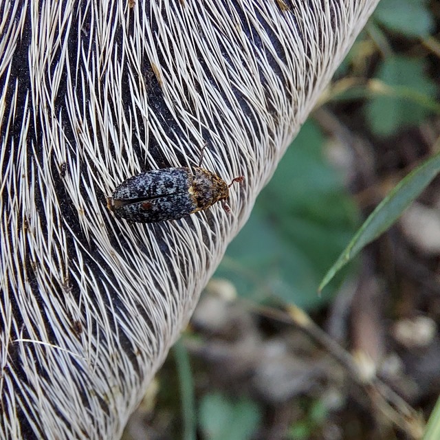 Dermestes undulatus - márványos porva Dermestes undulatus - márványos porva