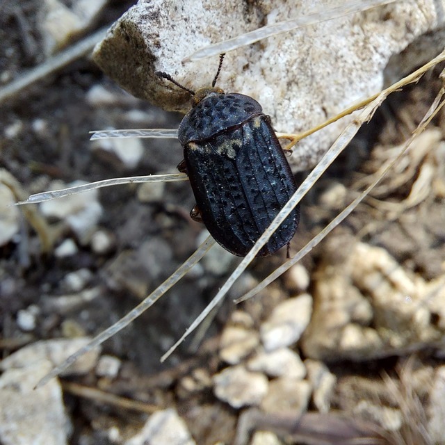 Thanatophilus rugosus - ripacsos dögbogár