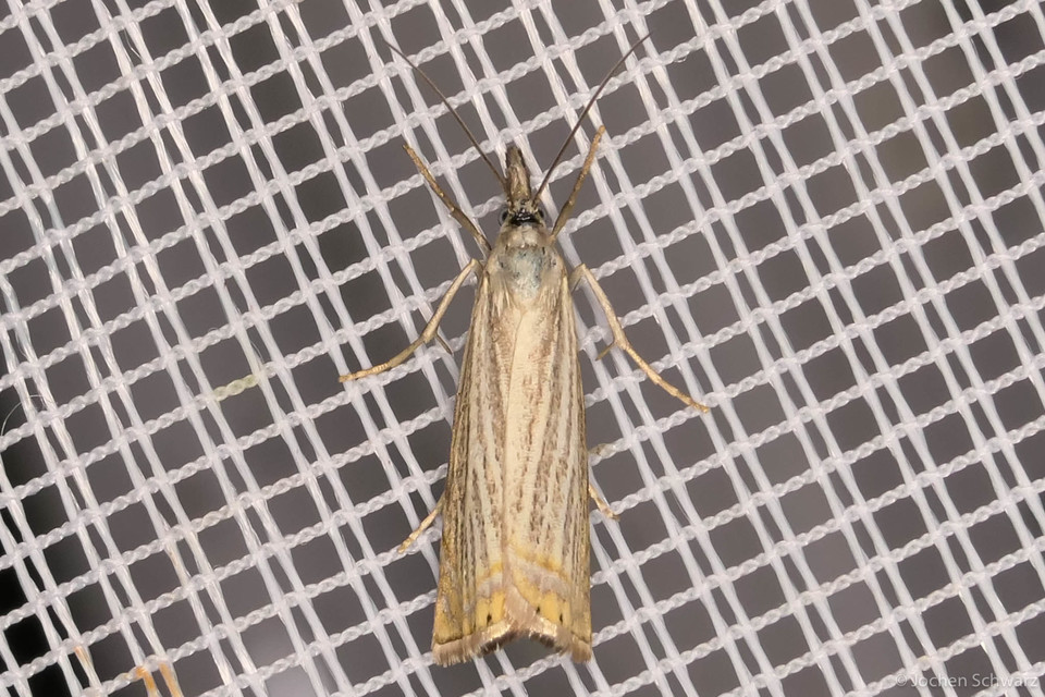 Chrysoteuchia culmella - kerti fűgyökérmoly
