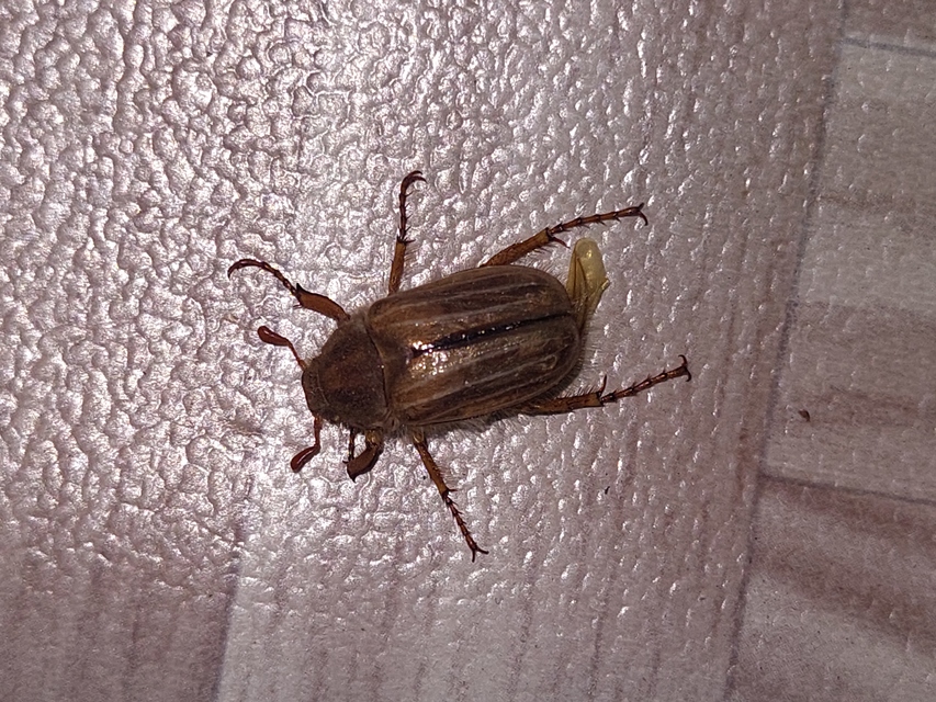 Amphimallon solstitiale - bordás sárgacserebogár