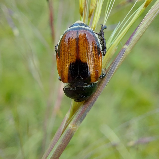 Anisoplia lata - széles szipoly Anisoplia lata - széles szipoly