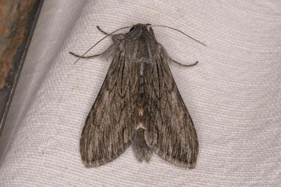 Cucullia lactucae - saláta-csuklyásbagoly