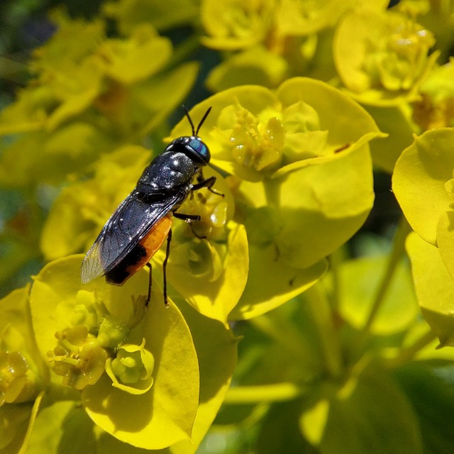 Odontomyia flavissima
