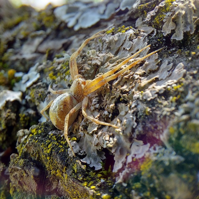 Philodromus buchari