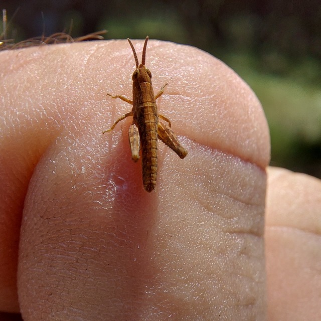 Chorthippus (Glyptobothrus) (subgenus)