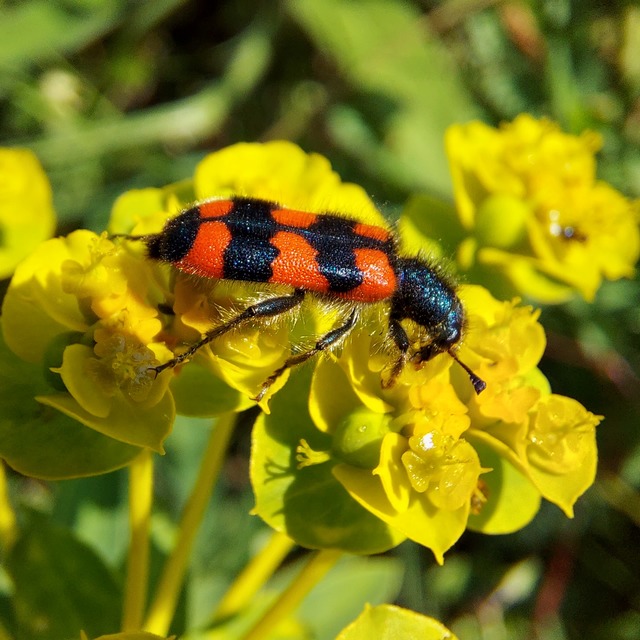 Trichodes favarius - hatfoltos méhészbogár