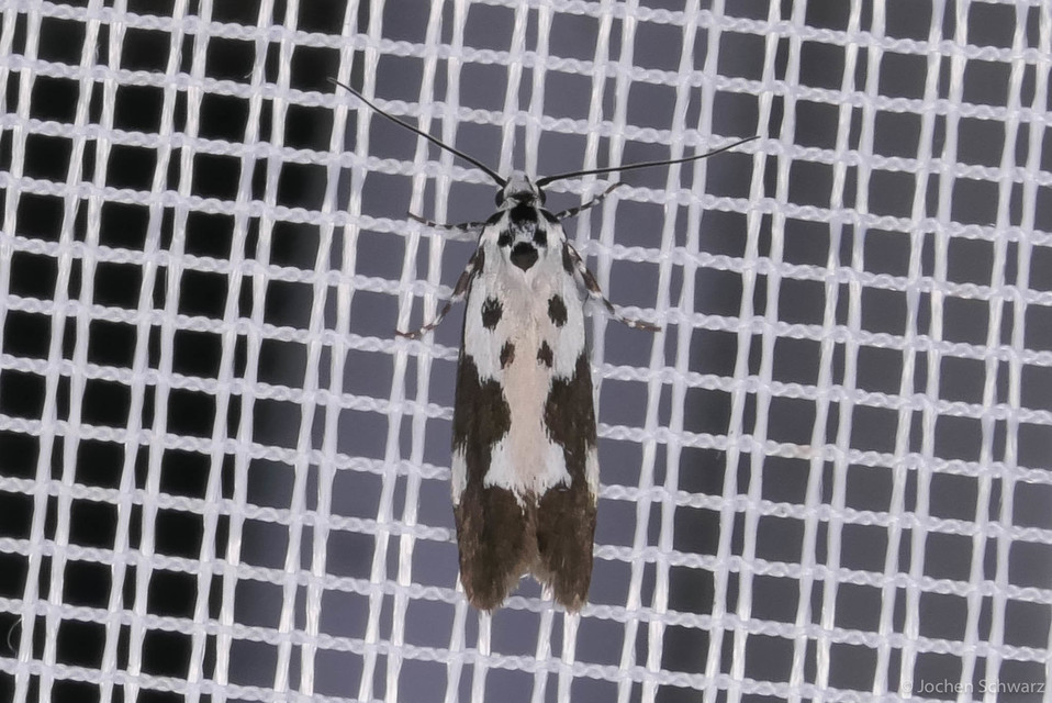 Ethmia quadrillella - gyászos feketemoly