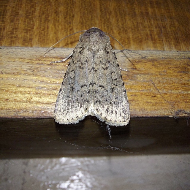 Rhyacia simulans - hamvas földibagoly