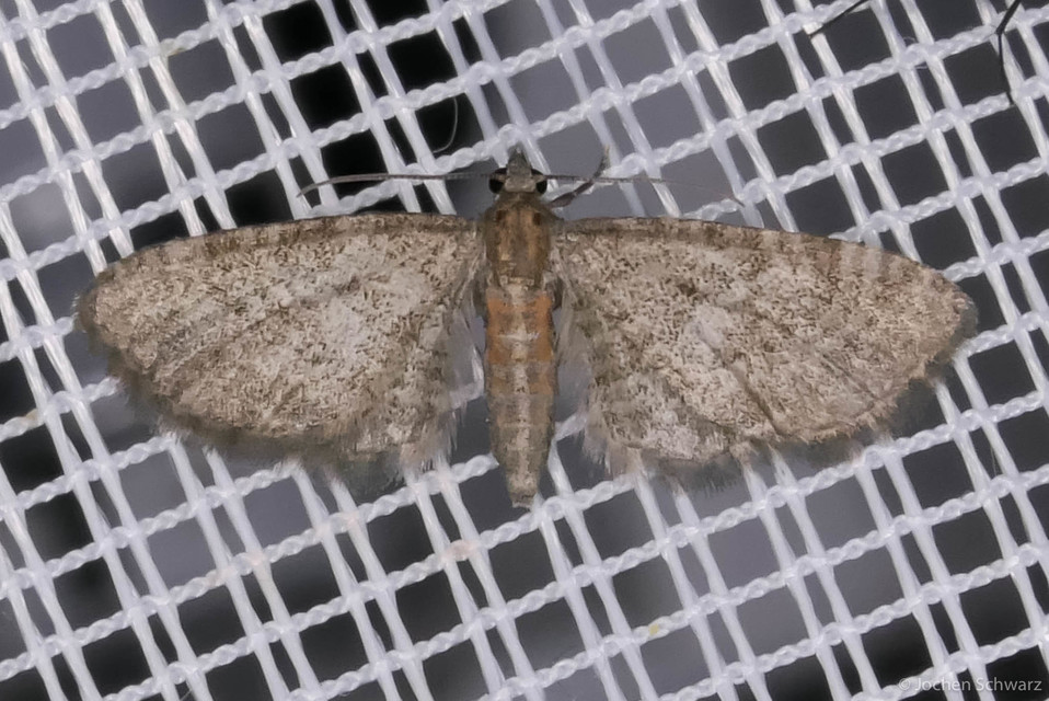 Eupithecia haworthiata - rozsdástestű törpearaszoló