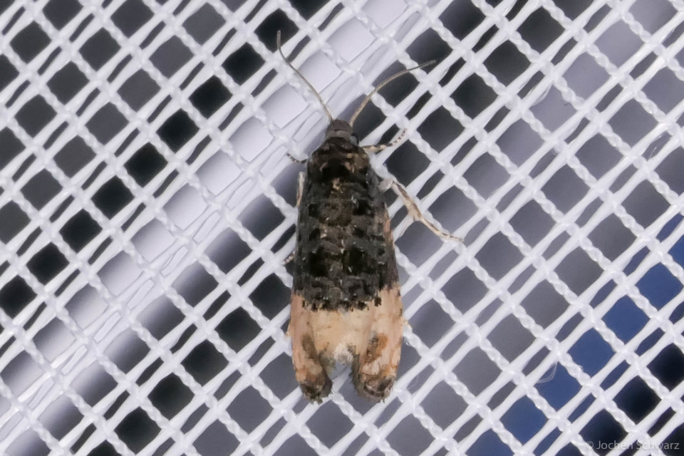 Metendothenia atropunctana - pettyes tükrösmoly