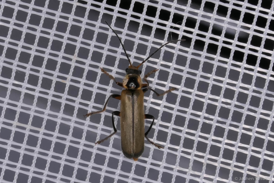 Metacantharis clypeata - tavaszi lágybogár