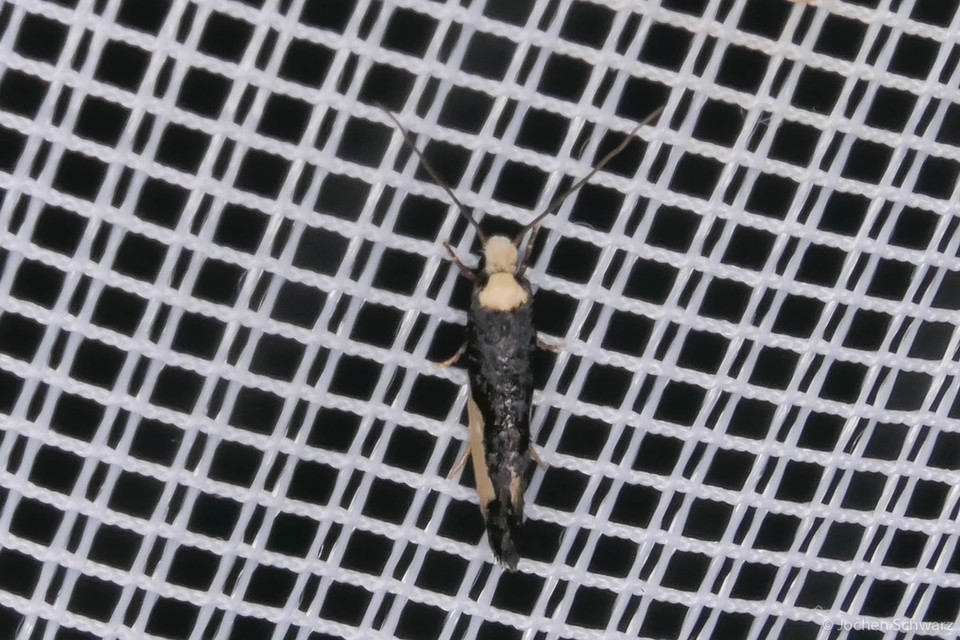 Monopis monachella - apácamoly