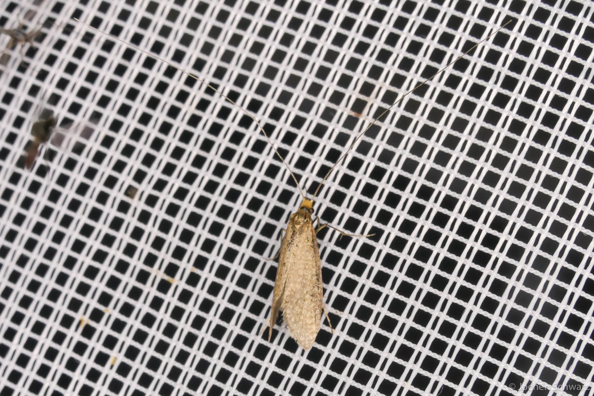 Nematopogon adansoniella - gyűrűscsápú bajszosmoly