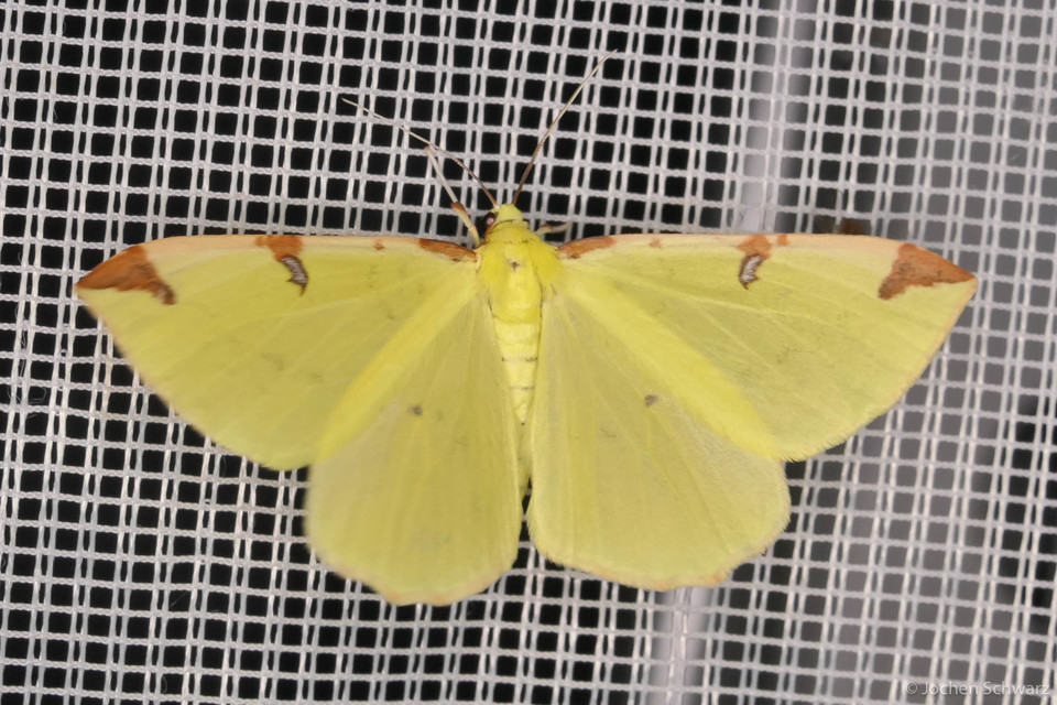 Opisthograptis luteolata - citromsárga araszoló
