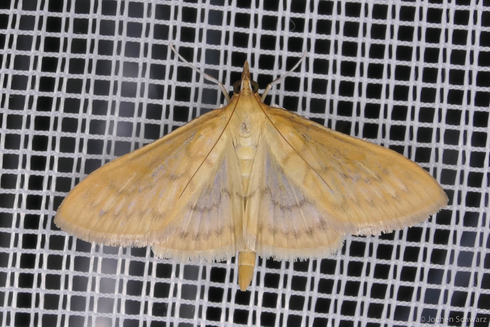 Paratalanta pandalis - halványsárga tűzmoly