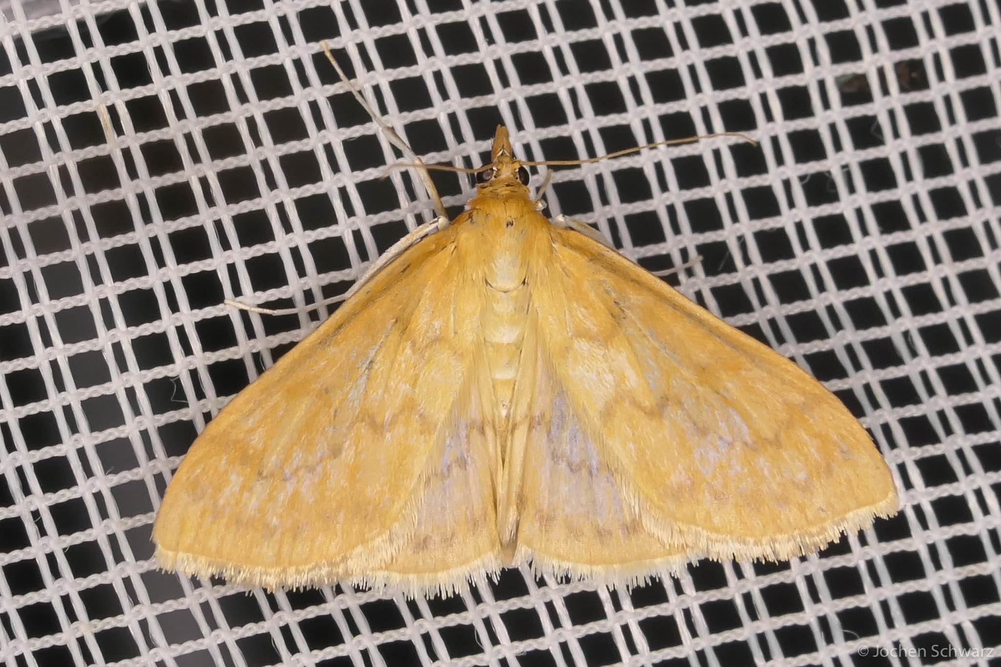 Paratalanta pandalis - halványsárga tűzmoly