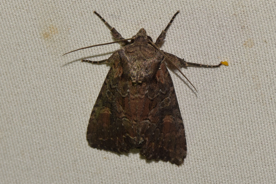 Lacanobia amurensis - homoki kertibagoly
