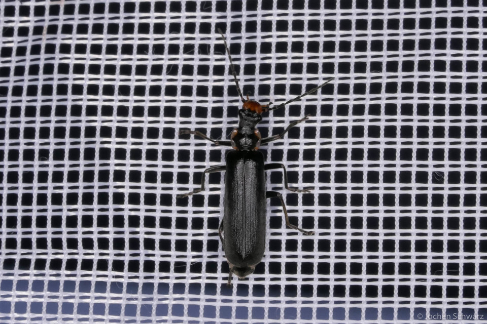Podabrus alpinus