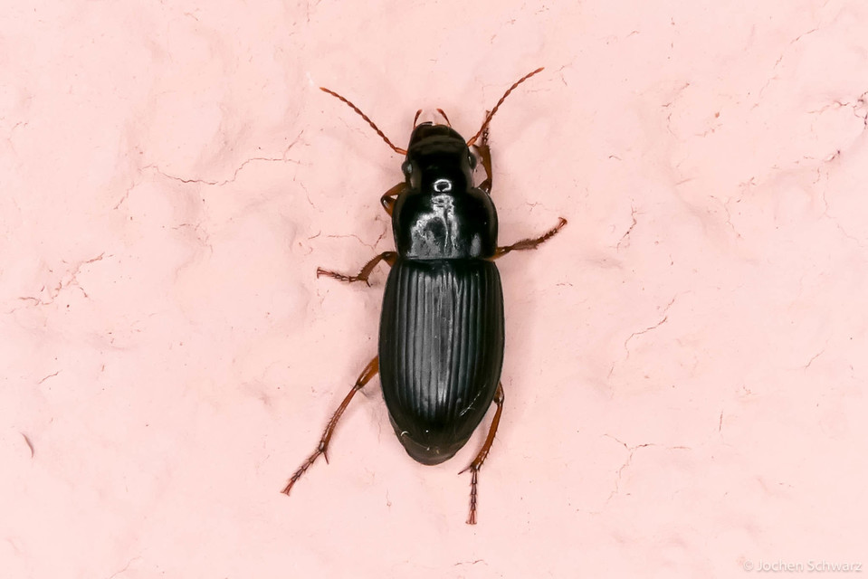 Harpalus latus - szélesfejű lomhafutó