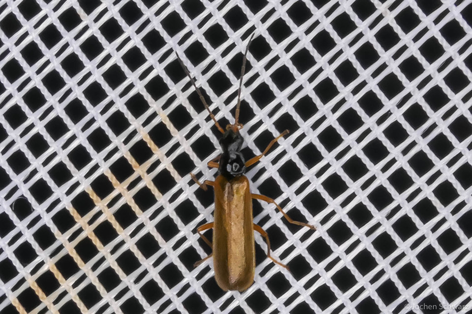 Rhagonycha lignosa - cserjés-lágybogár