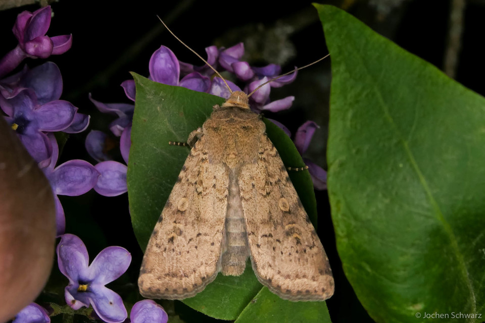 Rhyacia simulans - hamvas földibagoly