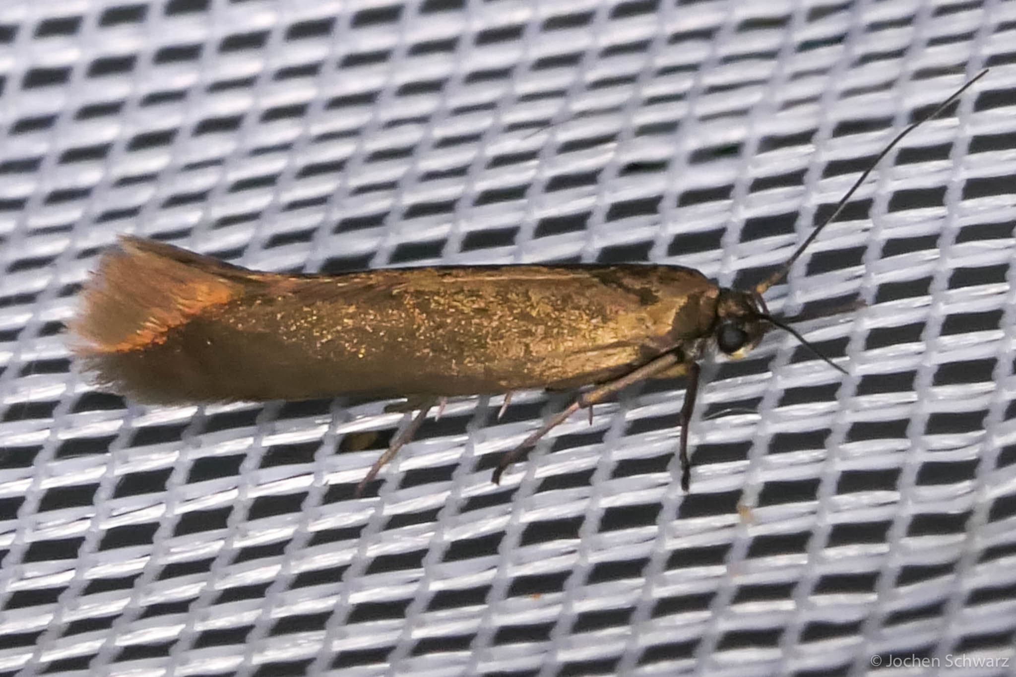 Scythris hungaricella - pannon zöldmoly