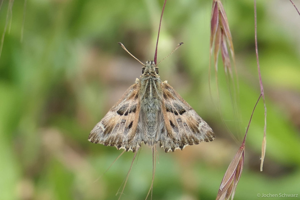 Carcharodus floccifera - pemetefű-busalepke